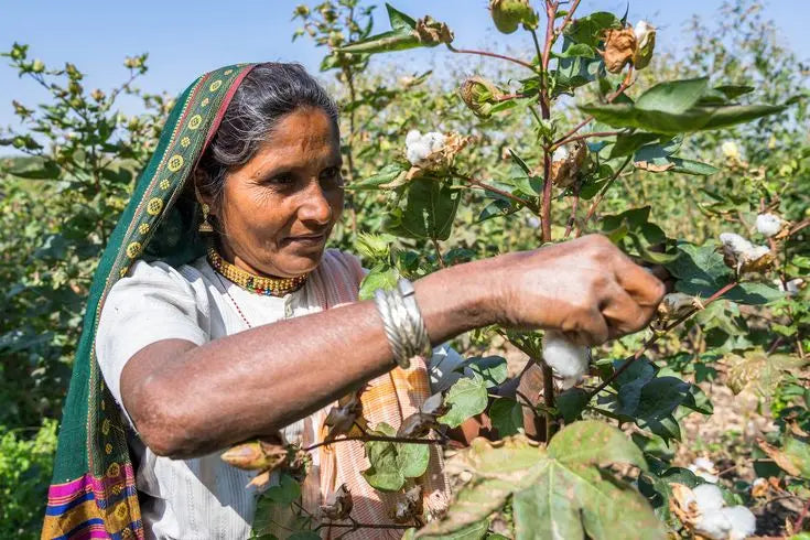 Cotton growing in the field before it is picked and woven